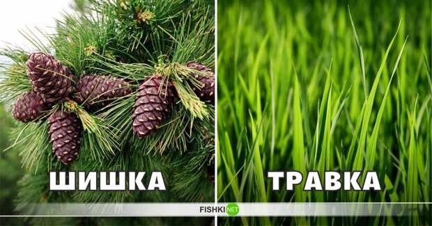 Что растет на елках - сегодня встает, а то, что растет повсеместно, вызывает ассоциации лишь с одним видом растительности интересное, лексика, пошлости, эвфемизмы, эффект голубого щенка