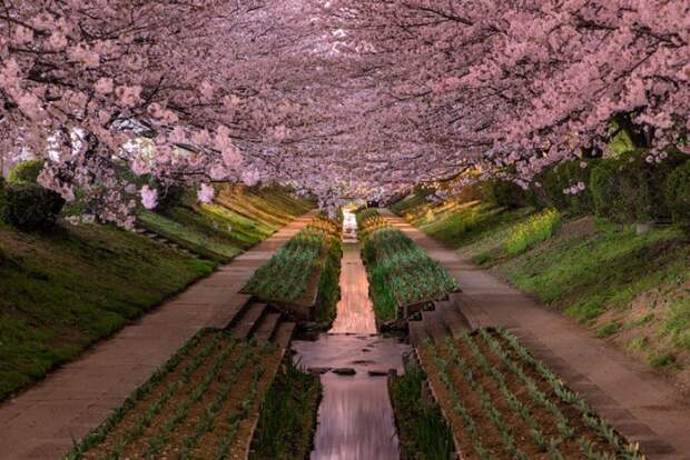 Окажитесь под ветвями цветущей сакуры в Японии.