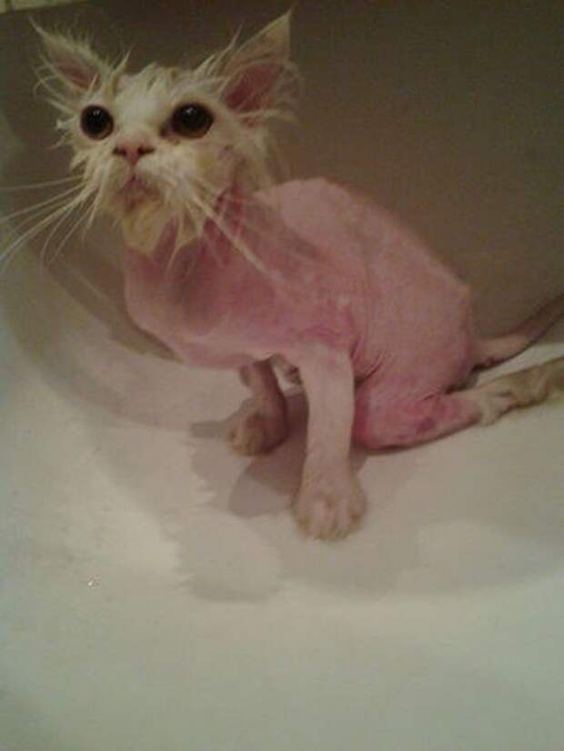 Вторая жизнь  кота, найденного под окнами дома