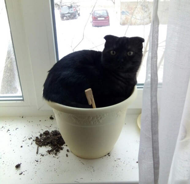 20 котиков, которые могли бы вести себя по-нормальному, но зачем, если их и так любят?