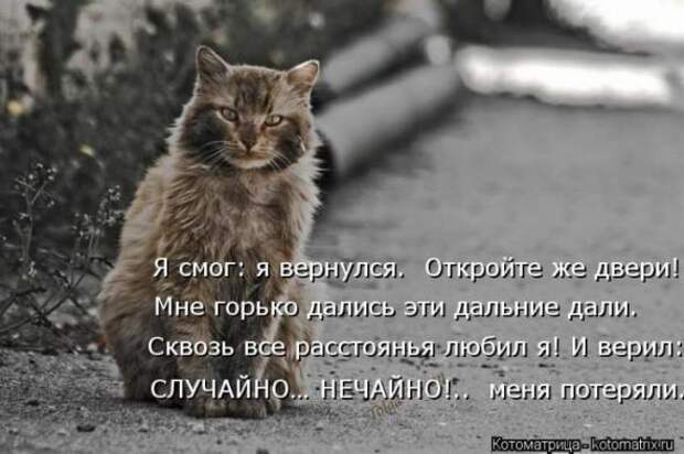 Котоматрицы(картинки с надписями)