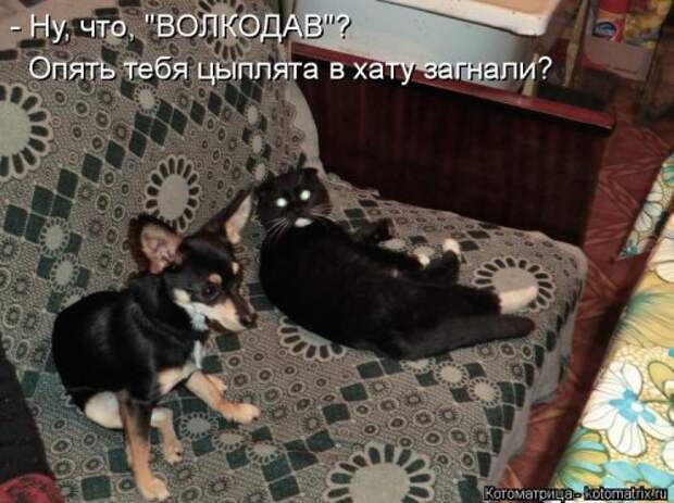 Лучшая котоматрица недели (30 фото)