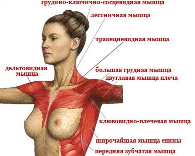 http://cosmetology-info.ru/img_lib/2014/11/1417000508_c40d.jpg