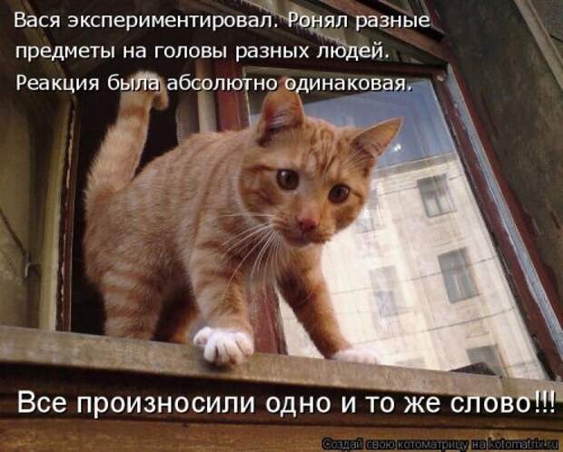 Свежая котоматрица (33 фото)