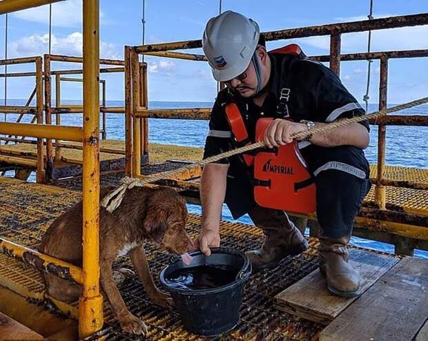 В Таиланде спасли собаку, которая была обнаружена посреди Сиамского залива в 217 километрах от берега в мире, добро, животные, история, люди, поступок, собака, спасение