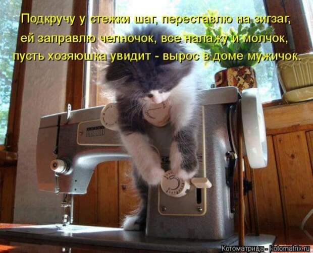 Новая котоматрица (32 фото)