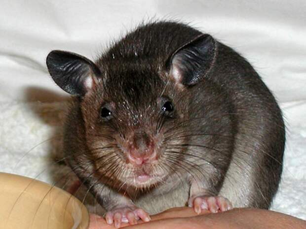 Новости NEWSru.com :: Из бельгийской квартиры выселили 46 гамбийских крыс