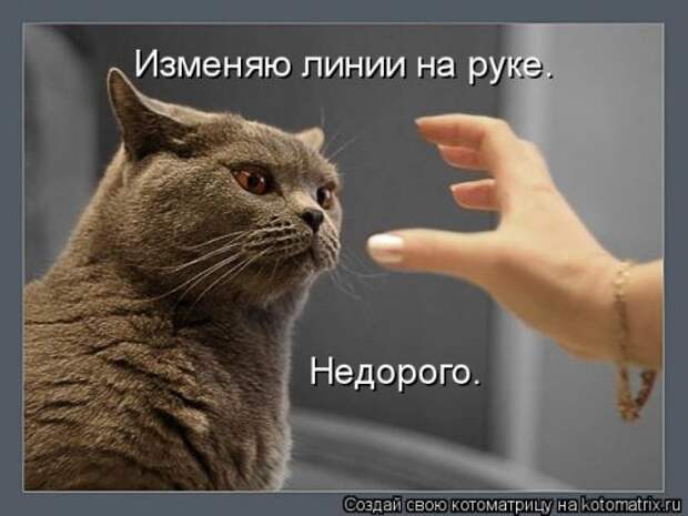 Новая котоматрица (32 фото)