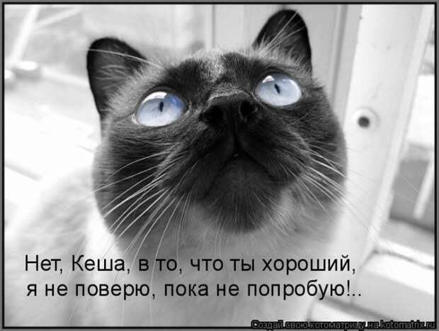 Лучшие котоматрицы недели