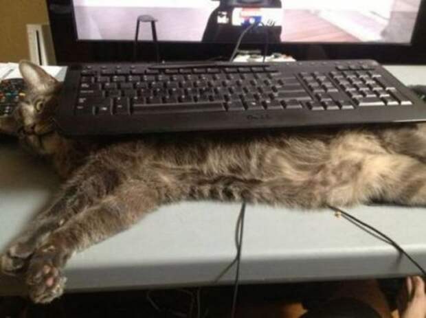 КОТОприколы (13 фото)