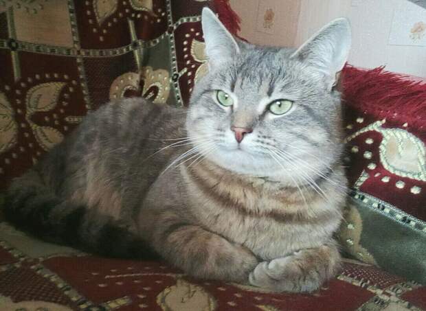 кот