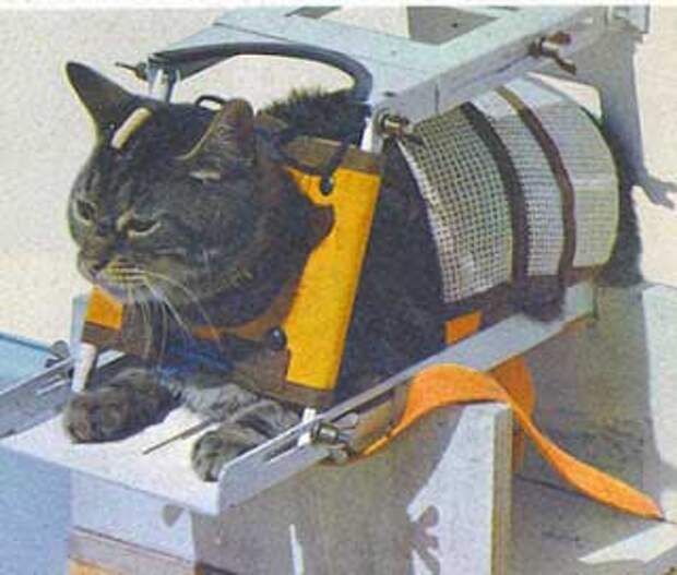Кошка полетевшая в космос. Кошка Фелисетта в космосе. Первая кошка в космосе.