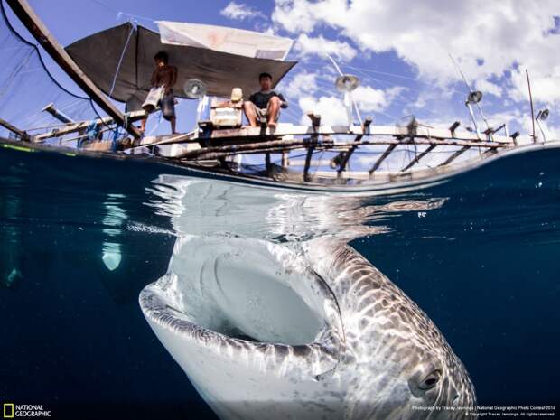 Лучшие фотографии National Geographic 2014 лучшие, природа, фото