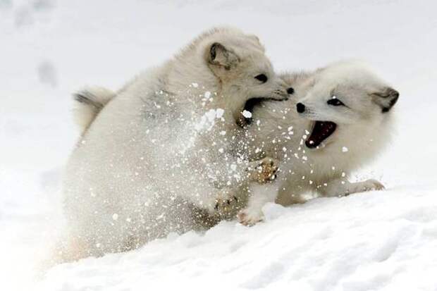 Щенки песца, детенышми полярной лисы играют (Alopex lagopus), фото хищные звери фотография картинка