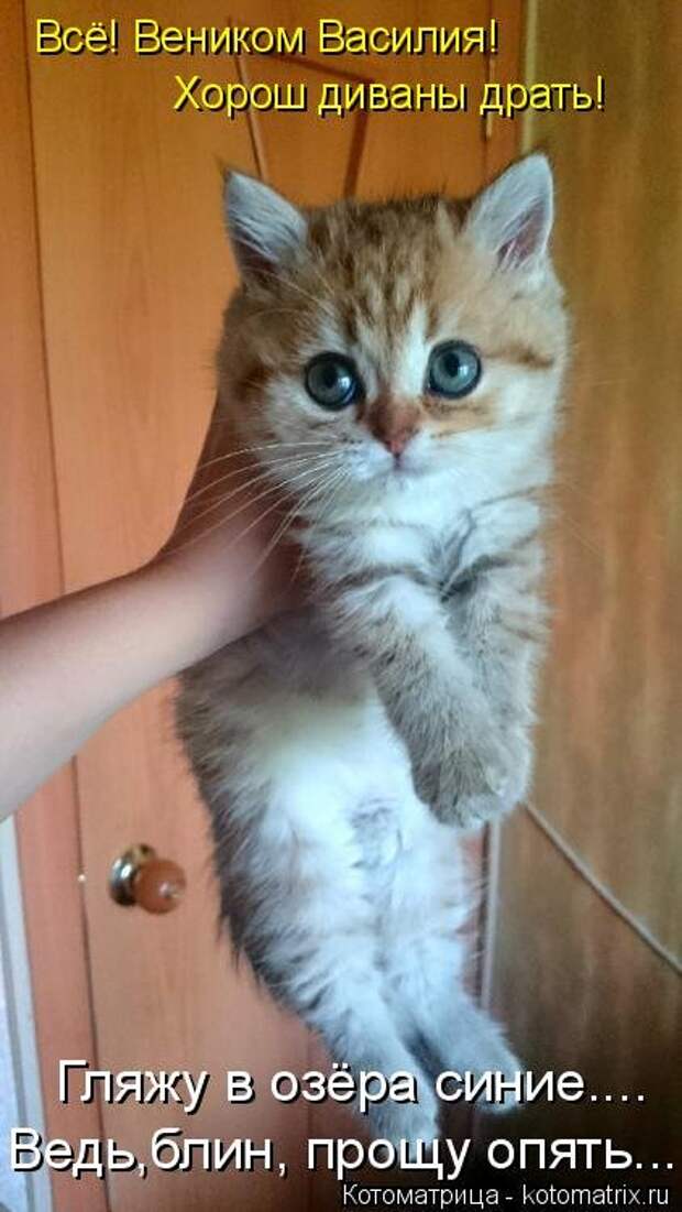 Еженедельная котоматрица (26 фото)