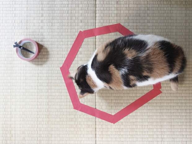 Как обмануть своего кота Как обмануть своего кота кот, котэ, очевидное-невероятное, прикол