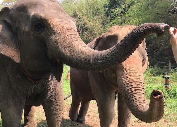 Слоны унюхали разницу между «много» и «мало»