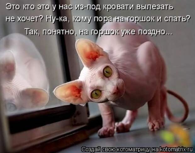 Свежая котоматрица (38 фото)