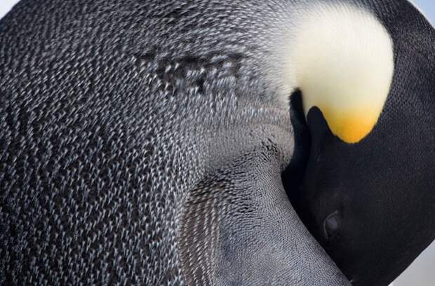 Императорские пингвины на острове Сноу Хилл Айлэнд, Антарктика антарктида, животные, пингвины, природа, факты, холод