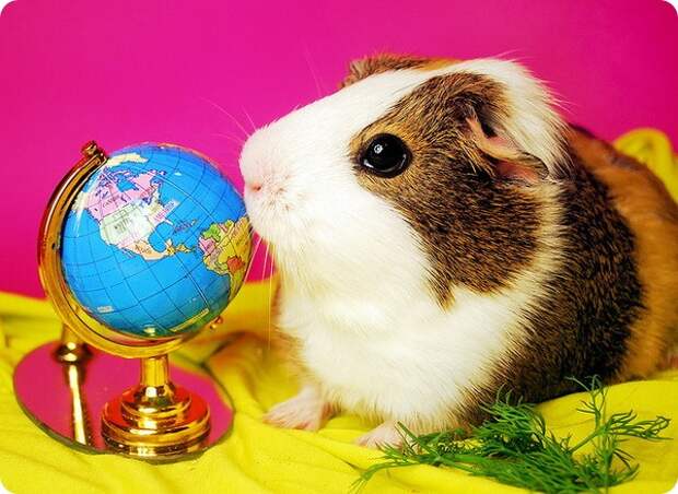 Морская свинка (лат. Cavia porcellus)
