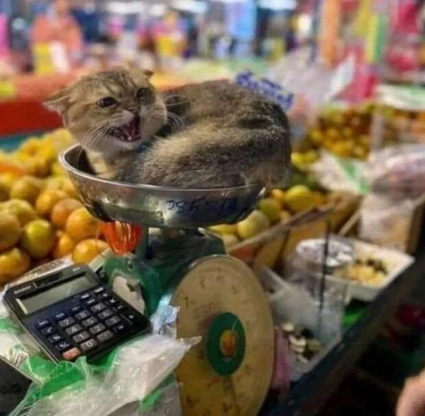 Снимки грозных котиков, которые показали всю свою хищную сущность