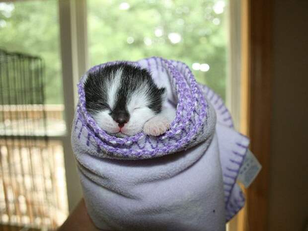 Кошачья шаурма кот, шаурма, юмор