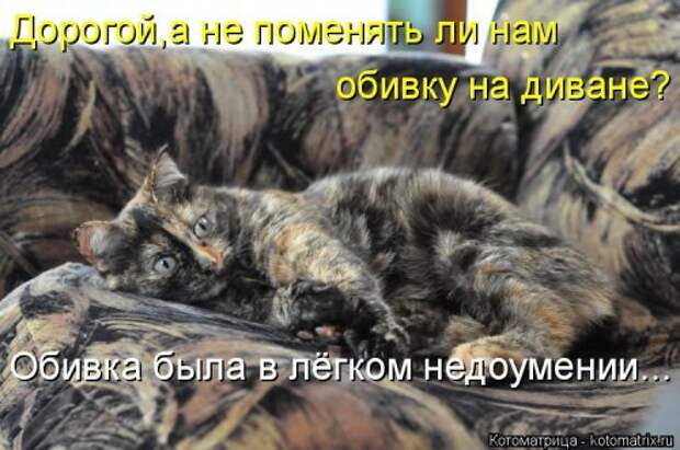 Новая котоматрица (36 фото)