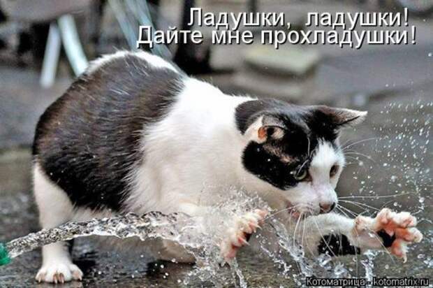 Котоматрица свежак (36 шт)
