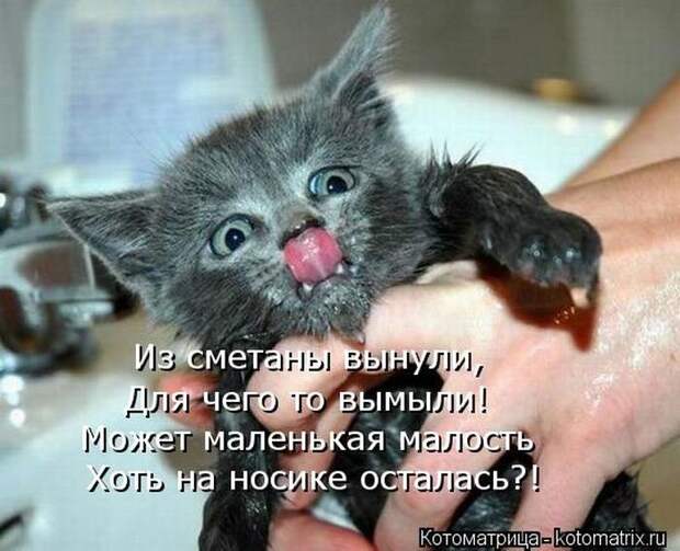 Прикольные и добрые котоматрицы на любой вкус и цвет(32 фото)