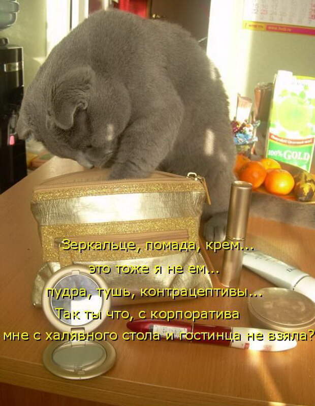 Лучшие котоматрицы недели (50 фото)