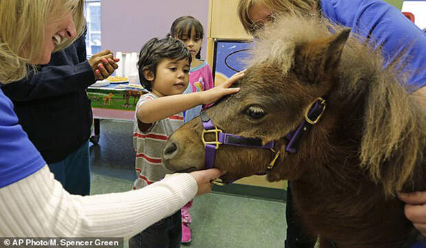 In this Nov. 13, 2014 photo, patients Nathaniel Lopez, left, and Araceli Morales pet Lunar one of two miniature horses from 'Mane in Heaven' that made a visit to the pediatric unit at Rush University Medical Center in Chicago. Mystery and Lunar, small as big dogs, are equines on a medical mission, to offer comfort care and distraction therapy for ailing patients. It is a role often taken on by dogs in health-care settings _ animal therapy, according to studies and anecdotal reports, may benefit health, perhaps even speeding healing and recovery.(AP Photo/M. Spencer Green)