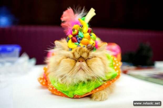 funny_animals_034