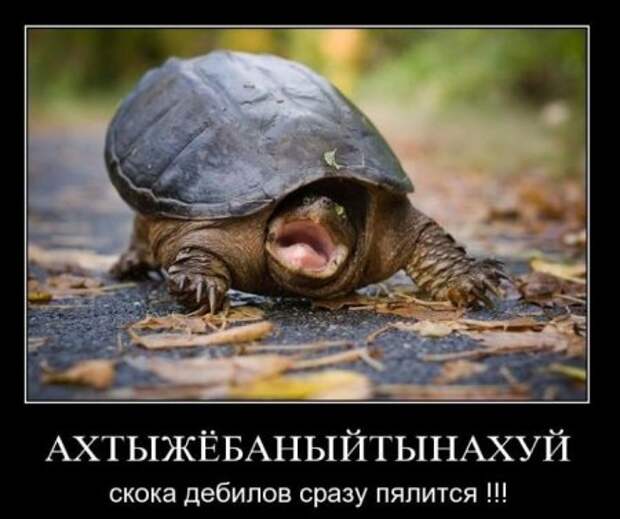 Демотиваторы ржачные.
