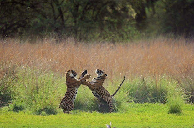 25 лучших фотографий National Geographic 2015