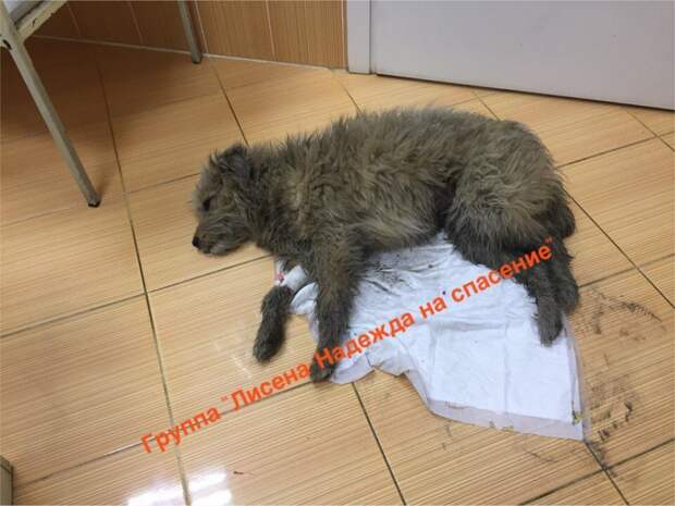 Лохматый пес неделю пролежал неподвижно в холодной луже