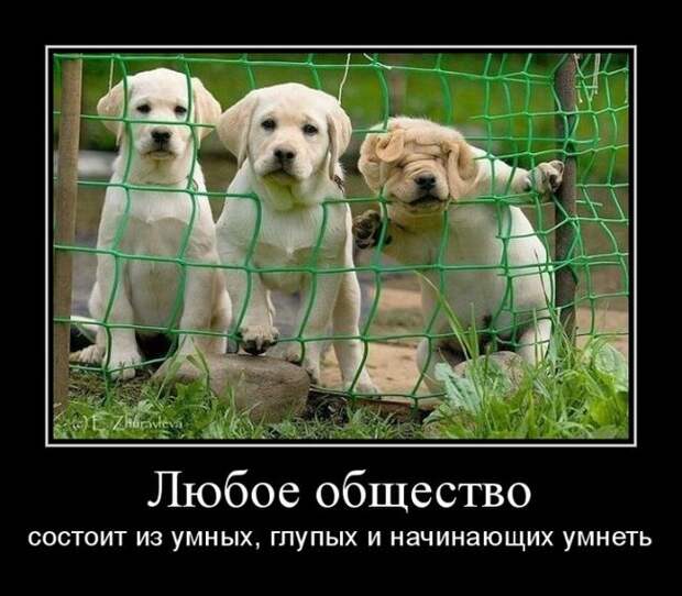 Демотиваторы (30 фото)