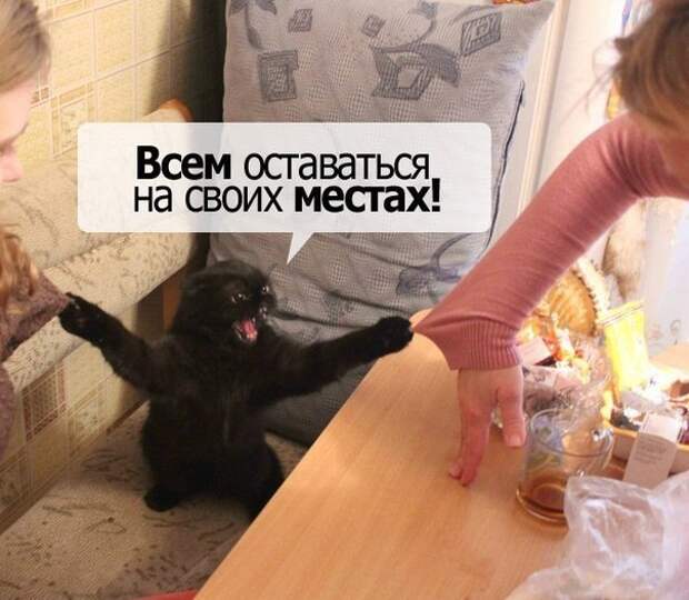 Смешные картинки с подписями катинки, прикол, юмор