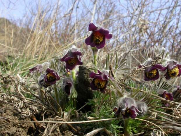 Прострела луговой (Pulsatilla pratensis)