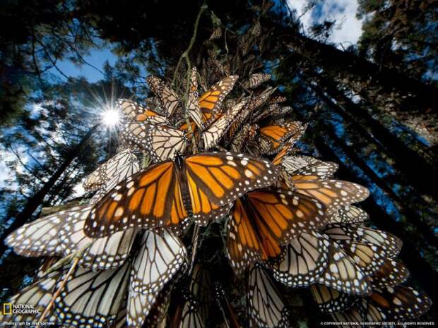 Бабочки данаида монарх в Мексике 2