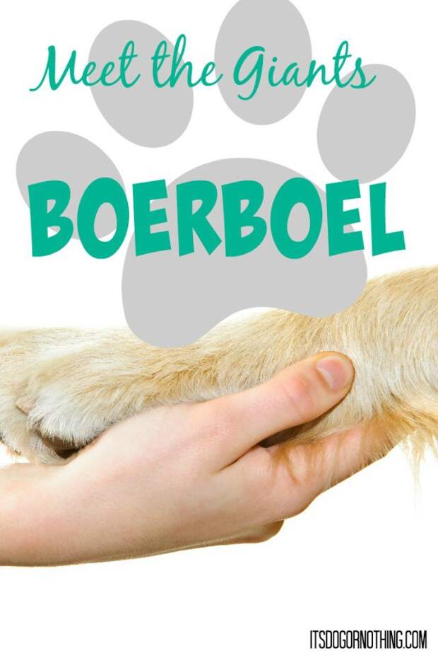 This week on Meet the Giants, we're talking about the Boerboel! Read more for tons of fabulous breed information!