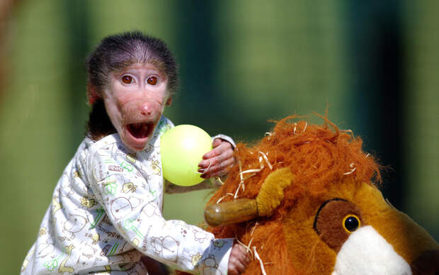 Маленькая обезьянка Лука из зоопарка Скопье, Македония. (Фото: Goran Anastasovski/Caters News)