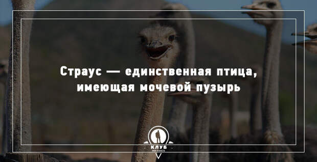 15 удивительных фактов о животных 15 удивительных фактов о животных животные, факты