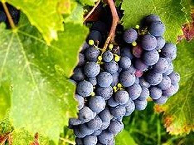 Фото Натур Продукт Фото Натур Продукт