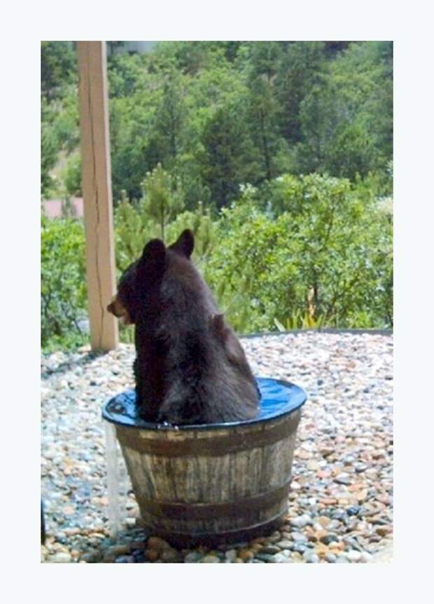 Куда пропадает вода из бочки? Куда пропадает вода из бочки? бочка, вода