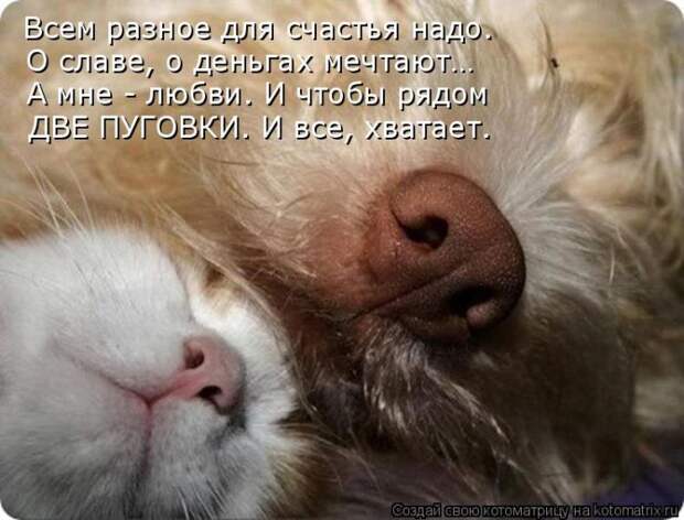 Лучшие котоматрицы недели (50 фото)