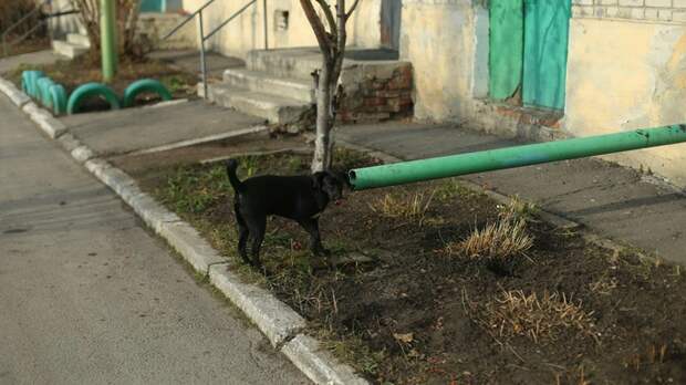 Барнаульские власти снова попытаются найти подрядчика на отлов бездомных животных