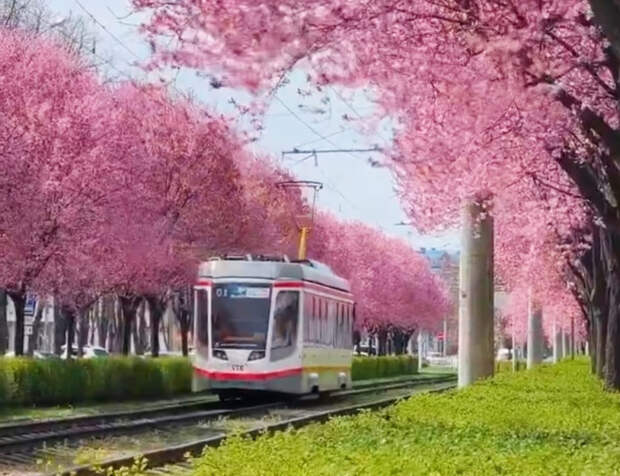 В Краснодаре цветет магнолия и «кубанская сакура»: жизнь в розовом цвете