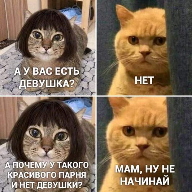 Самые удачные котомемы Рунета Самые удачные котомемы Рунета