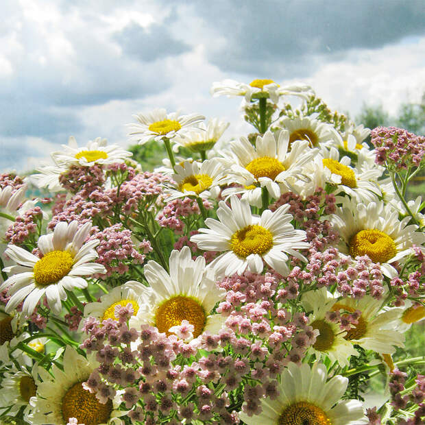 Ромашковое настроение Ромашковое настроение