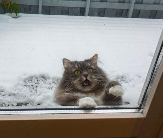 Фото №10 - Первый снег: кошки vs собаки (много уморительных фото)